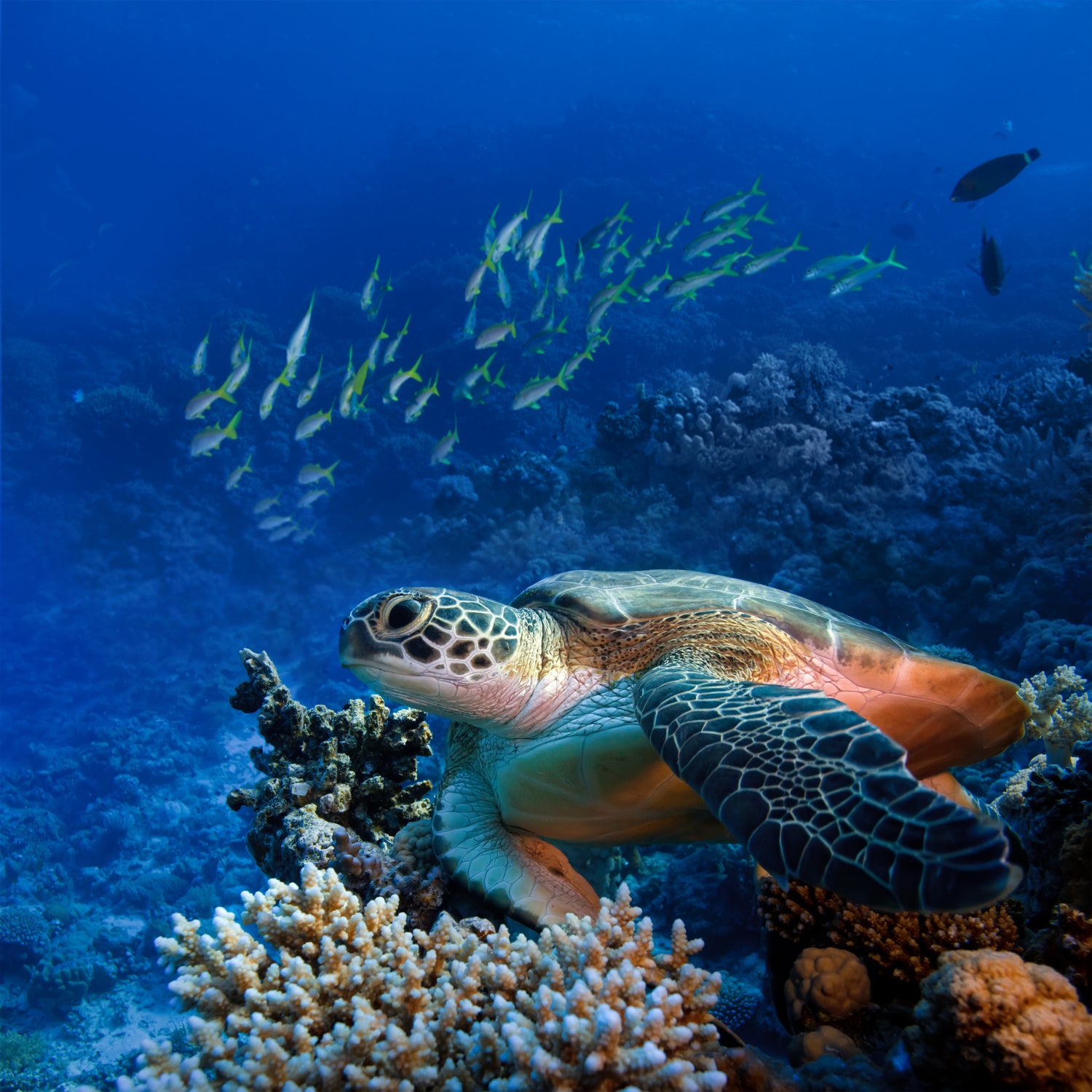 tortue de mer